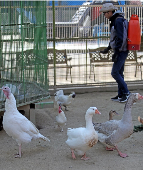 지난 16일 조류 인플루엔자(AI)가 발생한 이후 강원 춘천시의 한 동물원에서 방역에 나선 직원들. 연합뉴스