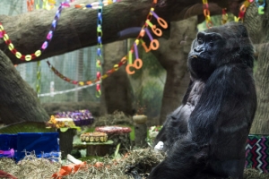 [포토] 벌써 환갑이라니… 세계 최고령 고릴라의 생일 파티