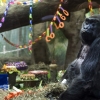 [포토] 벌써 환갑이라니… 세계 최고령 고릴라의 생일 파티