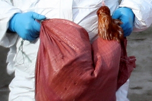 농축산부 AI 대응에 군병력 동원한다지만, 국방부는 ‘살처분에 참여않는다’는 내부 방침