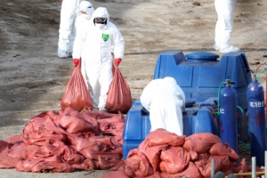 경남도 AI 확산 우려, 산란계 농장과 오리사육농장서 발생 잇달아