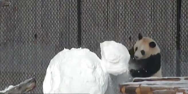 Toronto Zoo 유튜브 채널 캡처 
