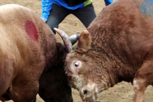 청도 소싸움 축제 오는 30일 개막 나흘간 열려