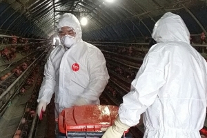 AI 확산 전남 오리 산업 흔들… 나주·영암 등 122만마리 살처분