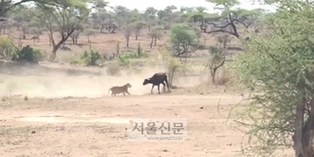 [시민 제보 영상] 사자 무리의 들소 사냥 순간