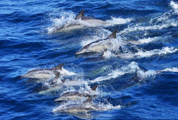 울산 장생포 앞바다에서 먹이를 &#51922;고 있는 참돌고래 무리들. 야생의 생명들과 함께하는 시간은 늘 경이롭다.