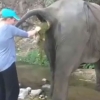 ‘이런 변이 있나?’ 변비 걸린 코끼리 변 제거하는 사육사