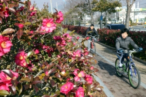 겨울 맞나… 동백꽃 활짝