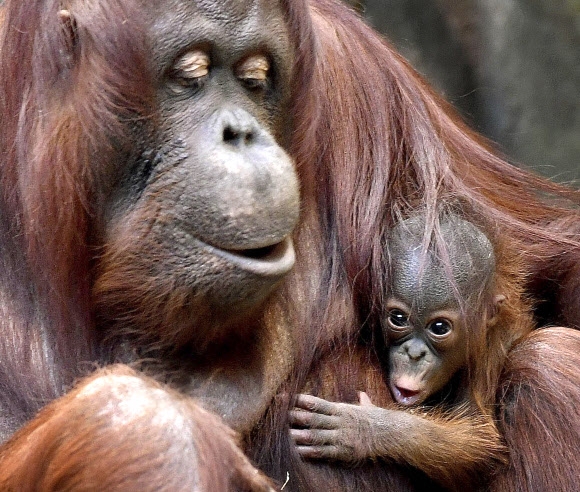 지난 1일(현지시간) 미국 일리노이주 시카고 인근 브룩필드 동물원에서 생후 2주된 아기 오랑우탄. 이 보르네오 오랑우탄은 3일 대중에 처음으로 모습을 드러냈다. AP 연합뉴스