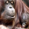 ‘새해 인사 받으세요’… 엄마 품에 안긴 2주된 보르네오 오랑우탄