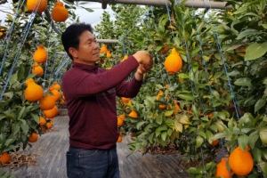 제철 맞은 나주 한라봉