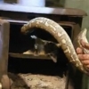 가정집 벽난로 속 침입한 뱀, 그 이유가?