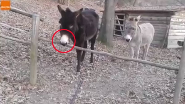 세상에서 가장 영리한 당나귀 우리 탈출법