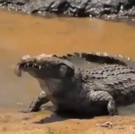 nature.lux Instagram