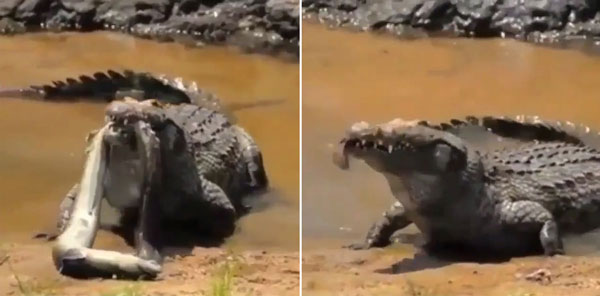 nature.lux Instagram