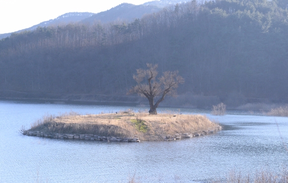 인공 섬에 옮겨 심은 500년 된 당산나무. 청도 최해국 선임기자 seaworld@seoul.co.kr