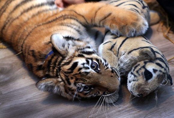 4개월된 아기 암컷 호랑이 ‘엘사’가 9일(현지시간) 독일 북부 뤼베크 한 가정에서 호랑이 인형을 안고 누워있다.  AP 연합뉴스