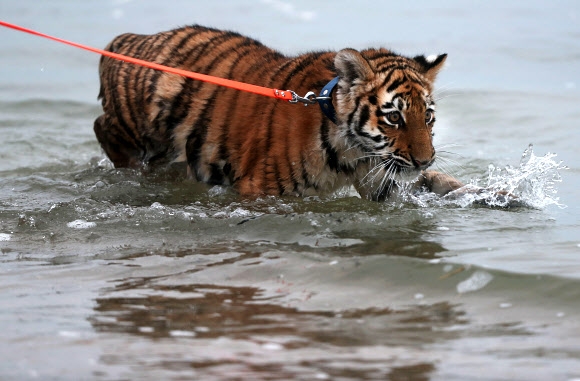 4개월된 아기 암컷 호랑이 ‘엘사’가 9일(현지시간) 독일 북부 뤼베크의 해변에서 물 속을 산책하고 있다. AP 연합뉴스