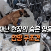 [카드뉴스] 재난 현장의 숨은 영웅, 인명 구조견