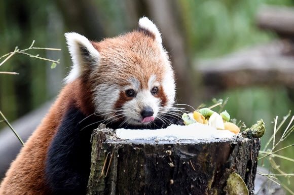 11일(현지시간) 프랑스 뮐루즈의 동물원에서 레서판다(너구리판다)가 과일을 먹고 있다. AFP 연합뉴스