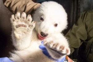 ‘놔! 내가 북극곰이야’