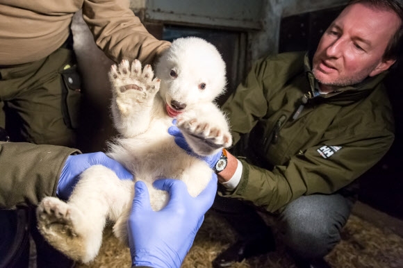 2016년 11월 3일에 태어난 아기 아이스 베어를 사육사가 13일(현지시간) 독일 베를린의 동물원인 티어파크 베를린에서 몸무게를 재려고 하고 있다. AFP 연합뉴스