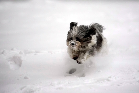 강아지 한마리가 13일(현지시간) 헝가리 부다페스트 숄고토르얀에서 수북히 쌓인 눈 위를 뛰어다니며 즐기고 있다. EPA 연합뉴스