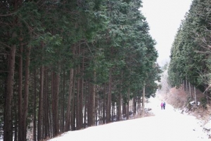 [명인·명물을 찾아서] 林선생 손길 닿은 벌거숭이산 치유로 은혜 갚는 편백나무숲