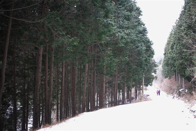 편백나무 숲으로는 전국 최대 규모인 장성군 축령산은 하늘을 향해 쭉쭉 뻗은 나무들이 이국적인 풍경을 자아내고, ‘한국의 아름다운 길 100선’에 뽑히는 등 치유의 숲이자 힐링의 장소로 각광받고 있다.  장성군 제공