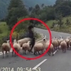 차량에 놀란 양, 양치기 여성 공격 순간 ‘아찔’