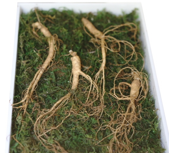 설을 앞두고 많은 이들이 고마운 사람들에게 마음을 전하기 위해 명절 선물을 준비하고 있다. 계속되는 경기 침체와 어수선한 사회 분위기 탓인지 그 어느때보다 ‘실속’을 내세운 상품들이 소비자의 눈길을 사로잡는다. 또한 받는 이의 안녕을 기원하는 건강 식품은 여전히 많은 사랑을 받고 있다.