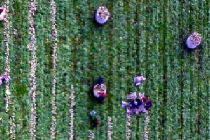 한겨울 추위 이겨낸 제주 월동무 수확