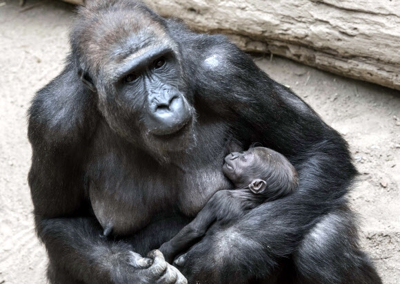 갓 태어난 고릴라 새끼가 18일(현지시간) 독일 라이프치히에 동물원에서 엄마 고릴라 ‘Kibara’의 품에서 곤히 자고 있다. 이 새끼 고릴라는 암컷으로 2016년 12월 4일에 태어났다. AP 연합뉴스