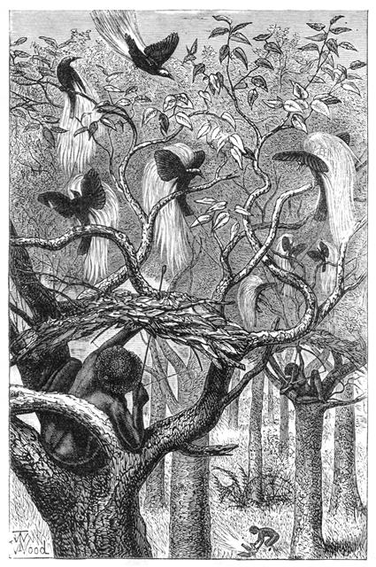 1854년부터 1862년까지 세계 최대 군도인 말레이 제도를 탐사하고 처음으로 ‘자연선택에 의한 진화’를 설명한 과학자 앨프리드 러셀 월리스가 목격한 아루본도 원주민들의 ‘왕극락조 사냥’ 장면. 지오북 제공
