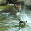 ‘범보다 무서운 오리’ 오리에게 쩔쩔맨 호랑이 굴욕