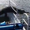 투어 보트 습격한 거대 악어에 관광객들 화들짝