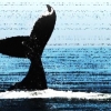 [씨줄날줄] 서해 불법 고래 포획/이동구 논설위원