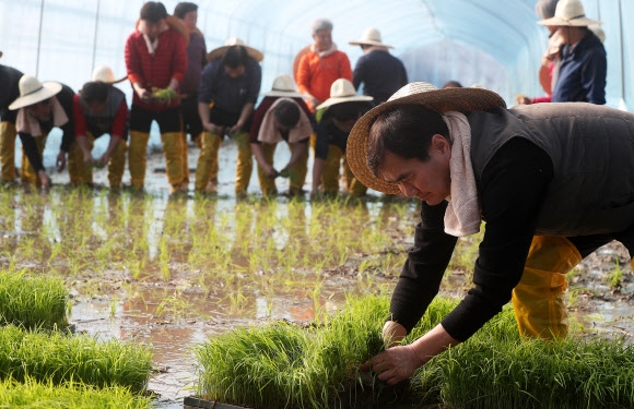 입춘을 사흘 앞둔 1일 경기 이천시 호법면 안평리의 한 비닐하우스에서 열린 임금님표 이천쌀 첫 모내기 행사에 조병돈(맨 앞) 이천시장 등 관계자들이 참석해 모를 심고 있다. 연합뉴스