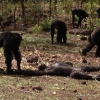 전 우두머리 죽이고 사체 먹는 침팬지들