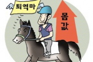 영천, 퇴역마 ‘제2의 삶’ 돕습니다