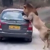 관광객 탄 차 공격하는 사자
