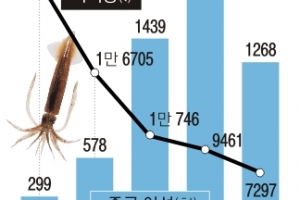 동해 中어선 싹쓸이 조업…오징어 수확 4분의1 ‘뚝’