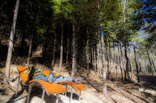 방문객이 편백산림욕장 의자에 누워 여유를 즐기고 있다. 울산 북구 제공