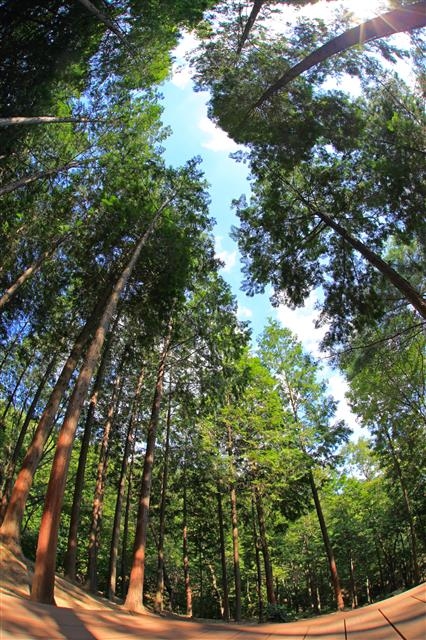 천마산 편백산림욕장 전경. 울산 북구 제공