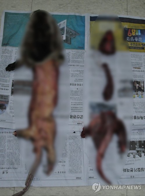 “호기심에…” 멸종위기 수달 총으로 쏴 잡아먹은 농민 연합뉴스