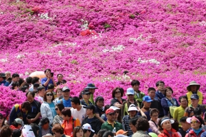 도심을 진분홍으로 물들이는 ‘2017 군포철쭉축제’ 4월 28일 개막