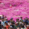 도심을 진분홍으로 물들이는 ‘2017 군포철쭉축제’ 4월 28일 개막