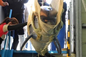 환경단체, 수입 돌고래 폐사와 관련 남구청장 고발