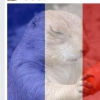 김정남 페이스북 들어가보니…프로필은 프랑스 테러 추모 사진