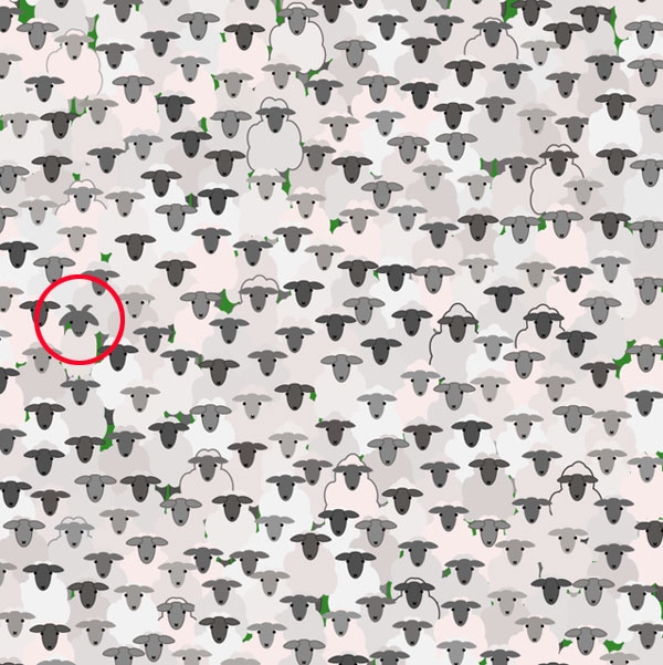 [그림퍼즐] 양떼 속 숨어있는 염소를 찾아라, 정답은?